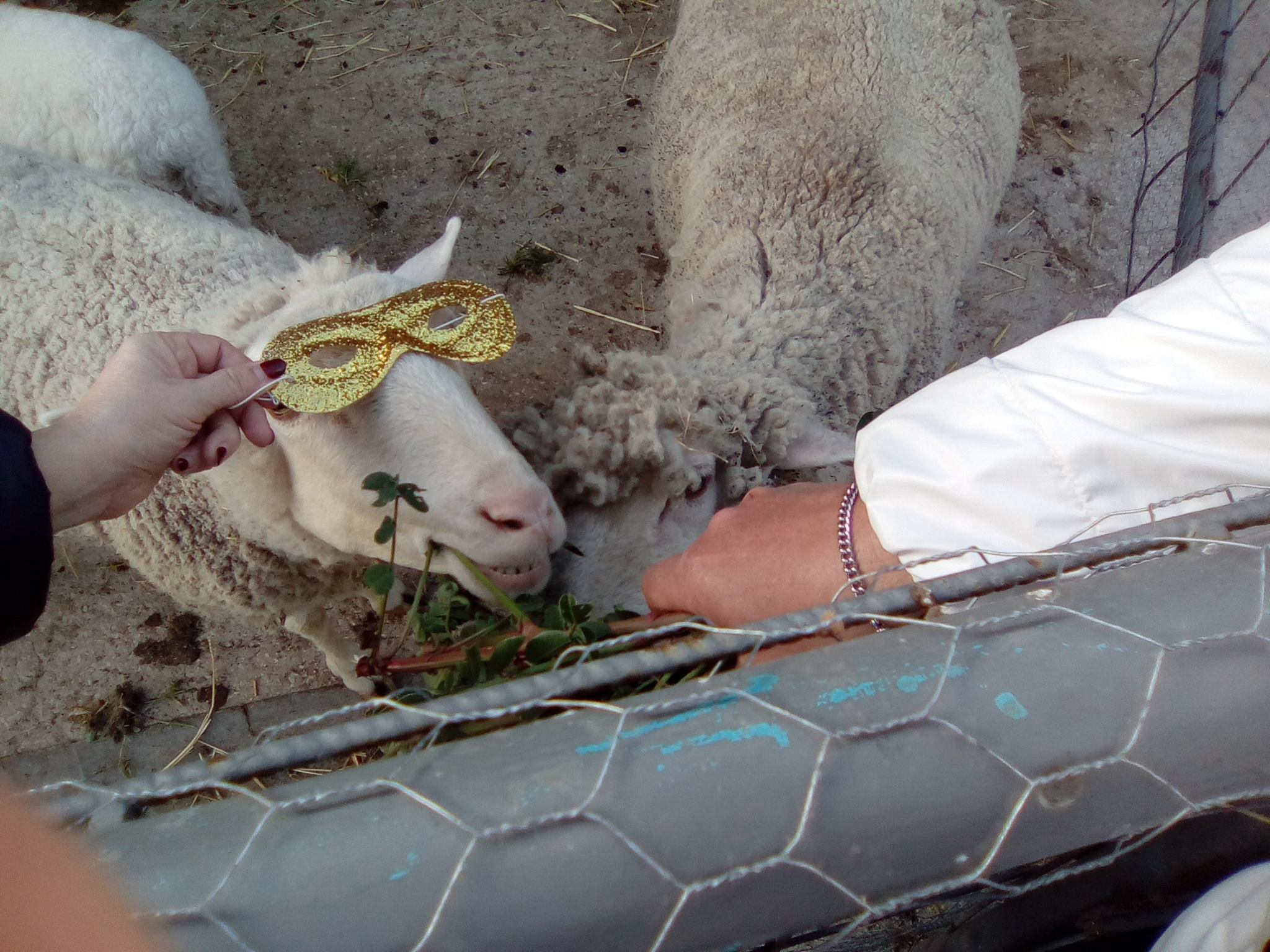 Gli animali e l'ambiente del progetto La fattoria sociale di Azione X Organizzazione di volontariato di Trapani e il gioco con le pecore