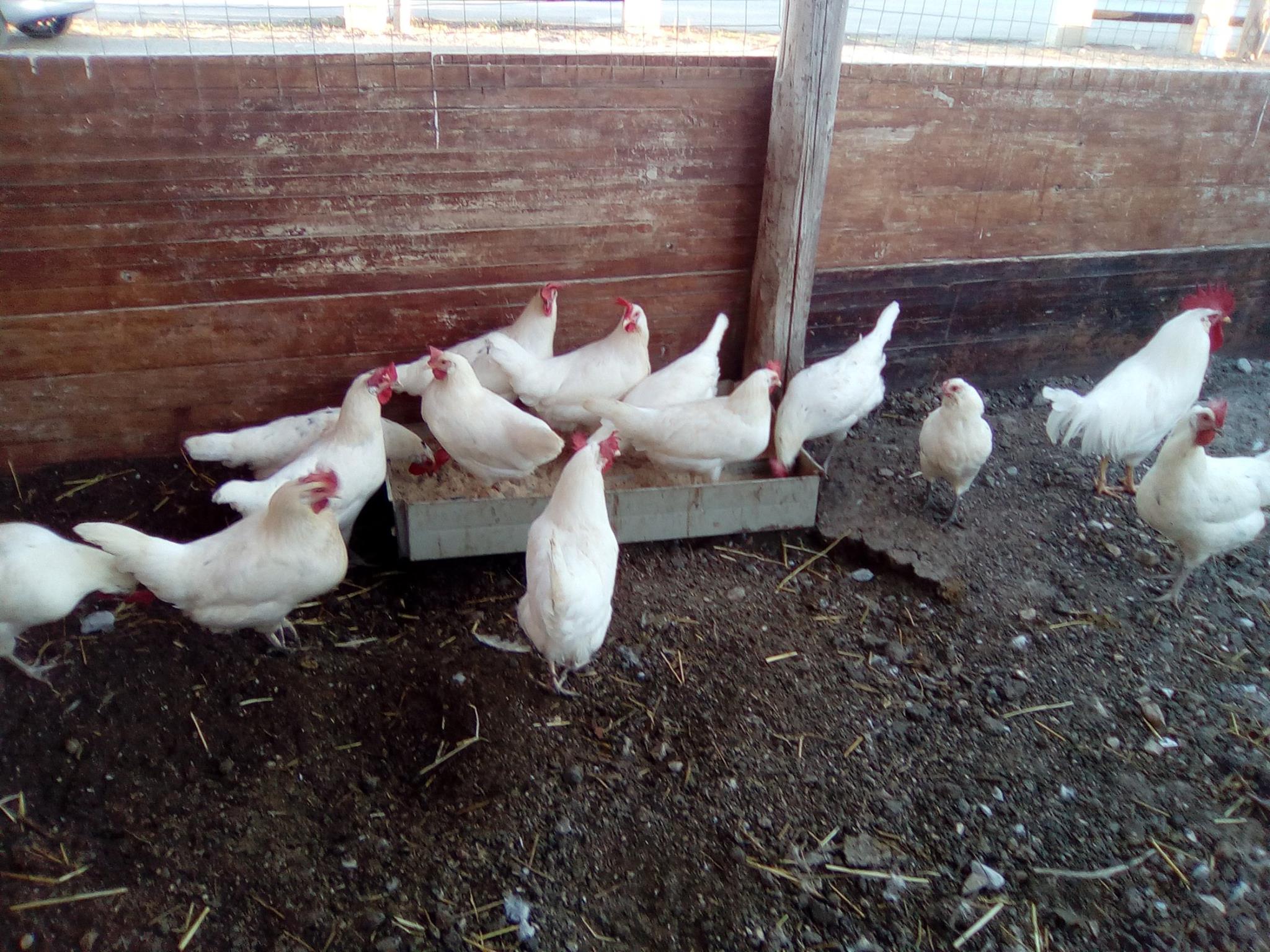 Gli animali e l'ambiente del progetto La fattoria sociale di Azione X Organizzazione di volontariato di Trapani e le galline