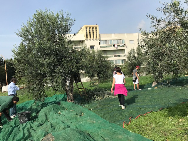 I volontari di Azione X di Trapani raccolgono le olive dell'Orto per il progetto Coltiviamo la legalità