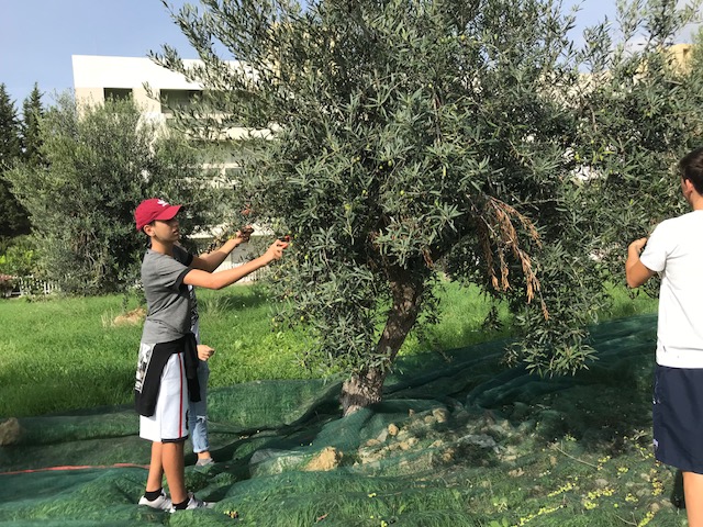 I volontari di Azione X di Trapani raccolgono le olive dell'Orto urbano e sociale per il progetto Coltiviamo la legalità a Rigaletta nel comune di Erice