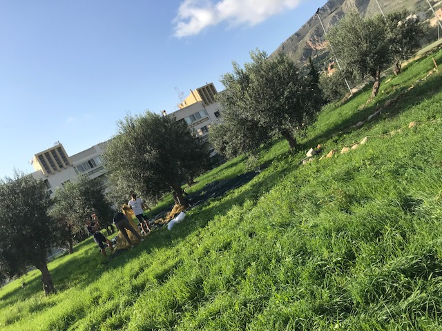 I volontari di Azione X di Trapani raccolgono le olive dell'Orto urbano e sociale per il progetto Coltiviamo la legalità a Rigaletta